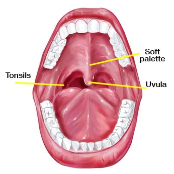 Mouth Pallete 105