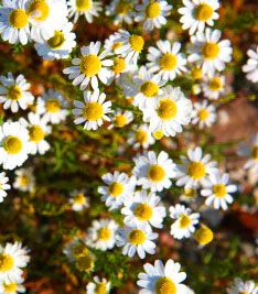 Chamomile is one of the best herbal sleep remedies