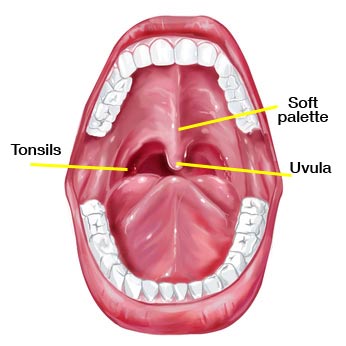 What Causes Snoring? These 8 Main Factors roof of mouth diagram 