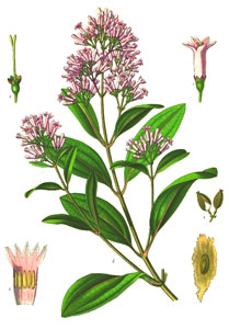 Quinine occurs naturally in the bark of the cinchona tree, but should not be used for nocturnal leg cramps.