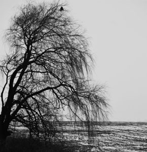 sad syndrome is more common in dreary fall and winter months sad syndrome is more common in dreary fall and winter months