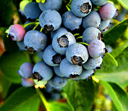Blueberries are a superfood, as they provide the highest antioxidant content of any fruit.